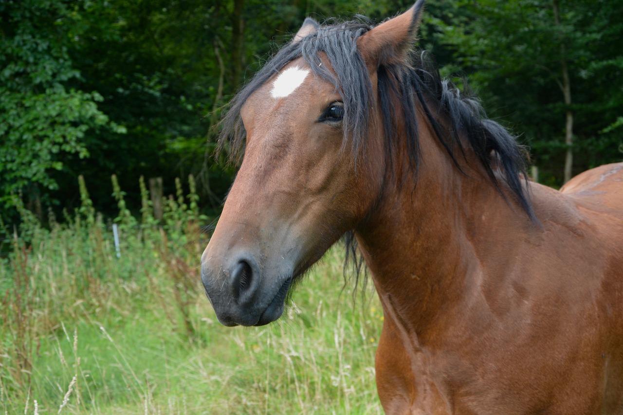 2024澳門特馬今晚開獎138期,準確資料解釋_44.3.8動漫版