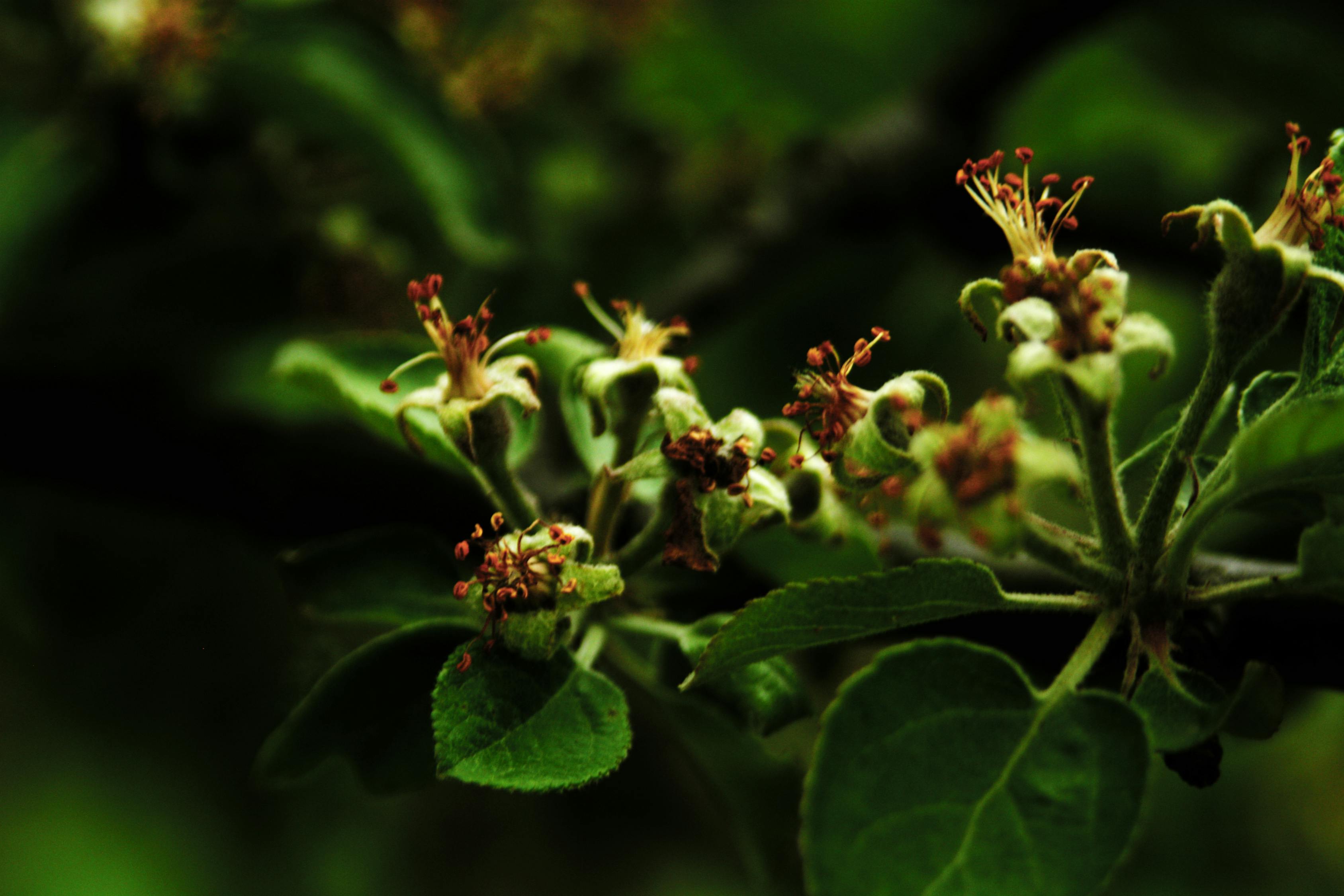 低溫荔枝對(duì)花卉生長及開花的影響研究