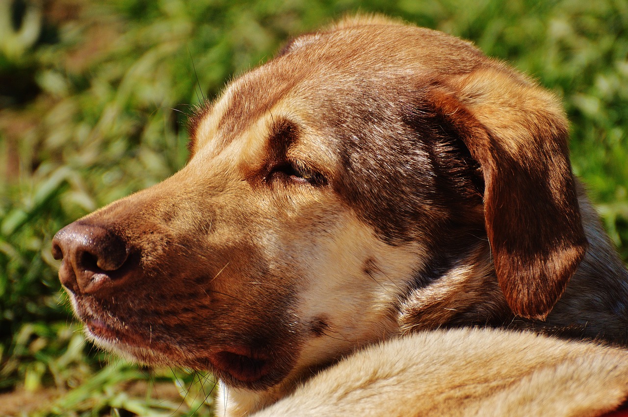 探尋犬界王者風(fēng)采，犬界最大氣的犬種展示